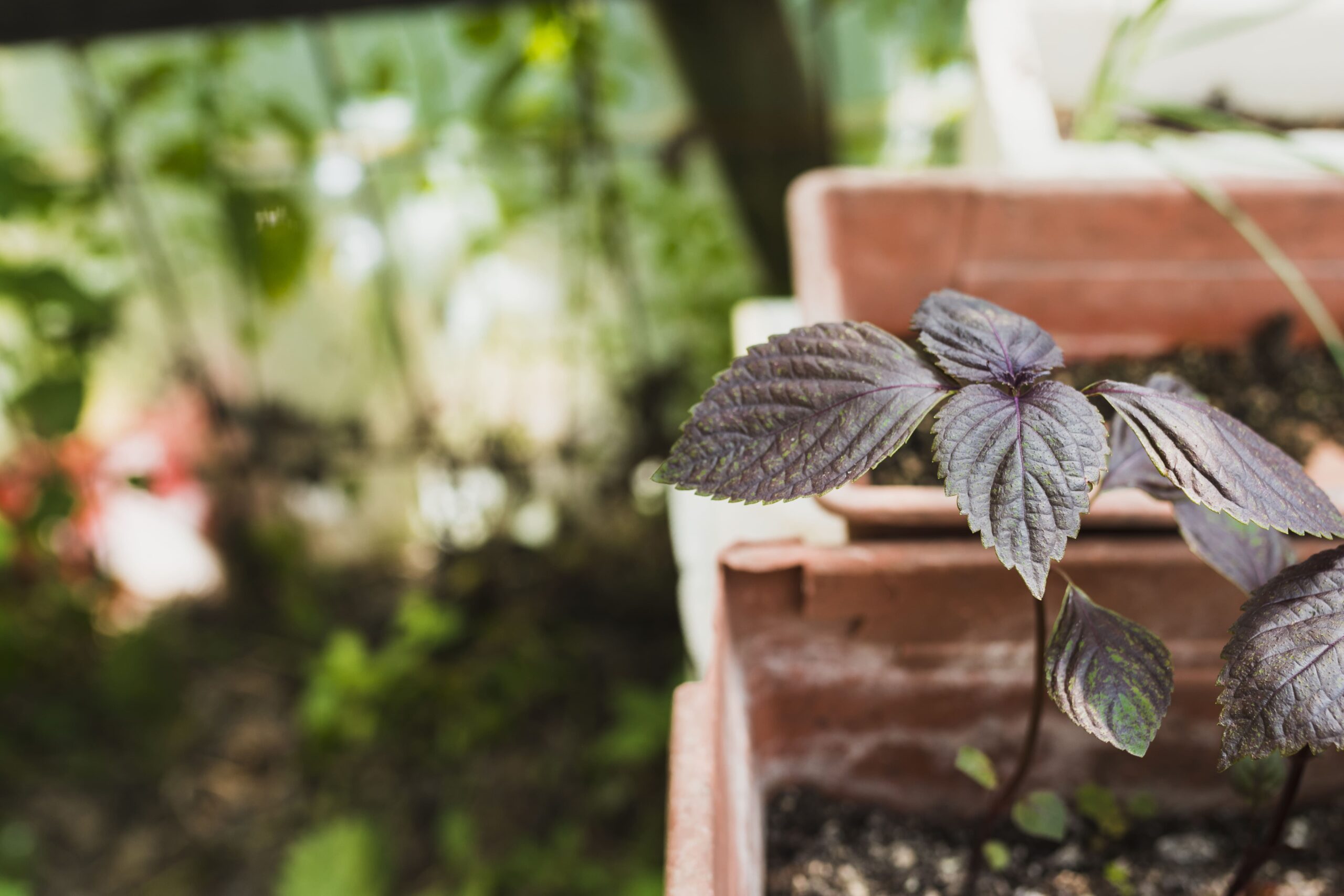 close-up-dark-leaves-blurred-background