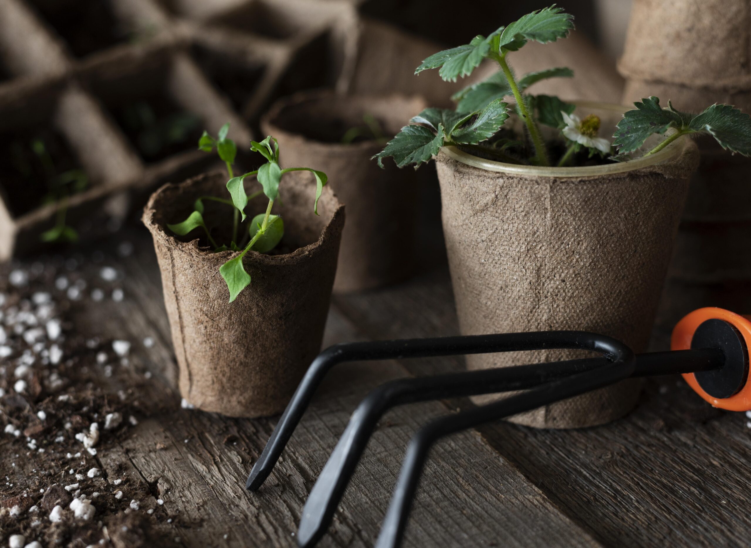 close-up-plants-seedling