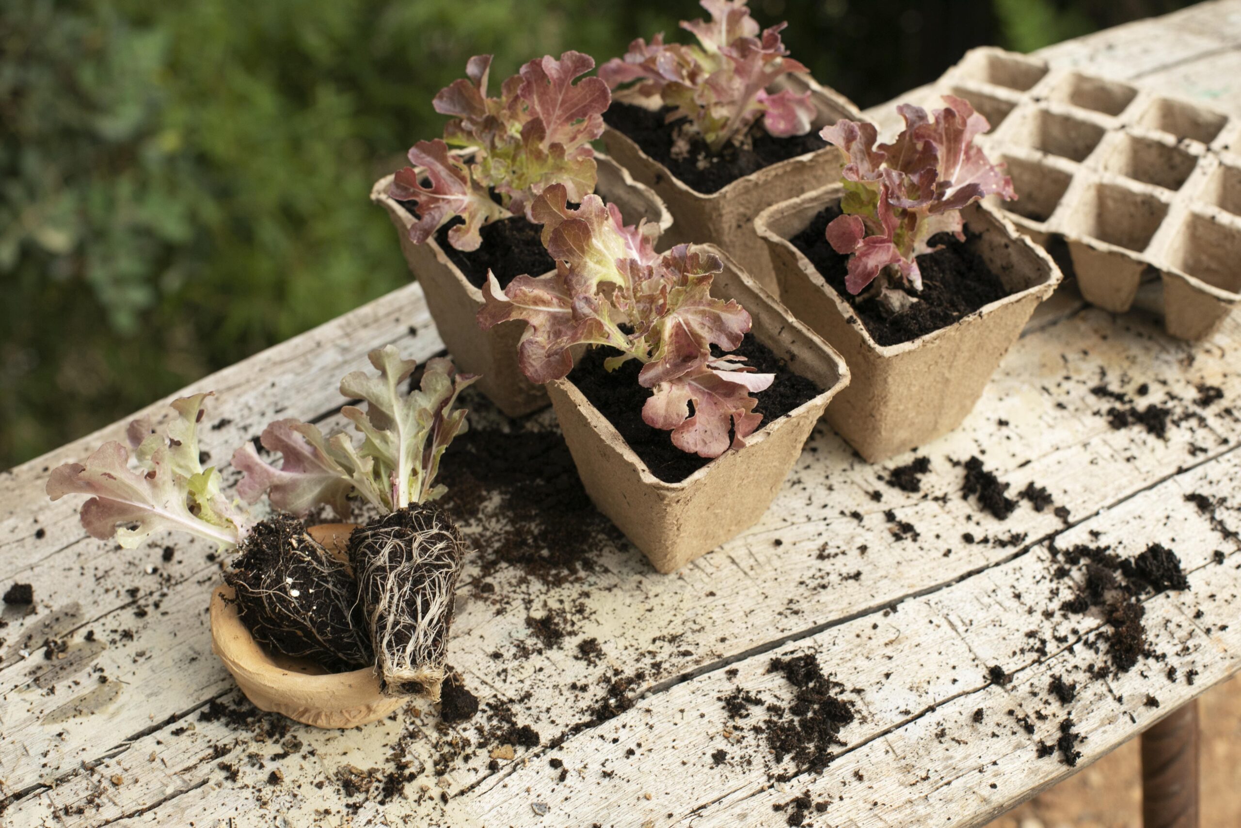 close-up-transplanting-process-plants