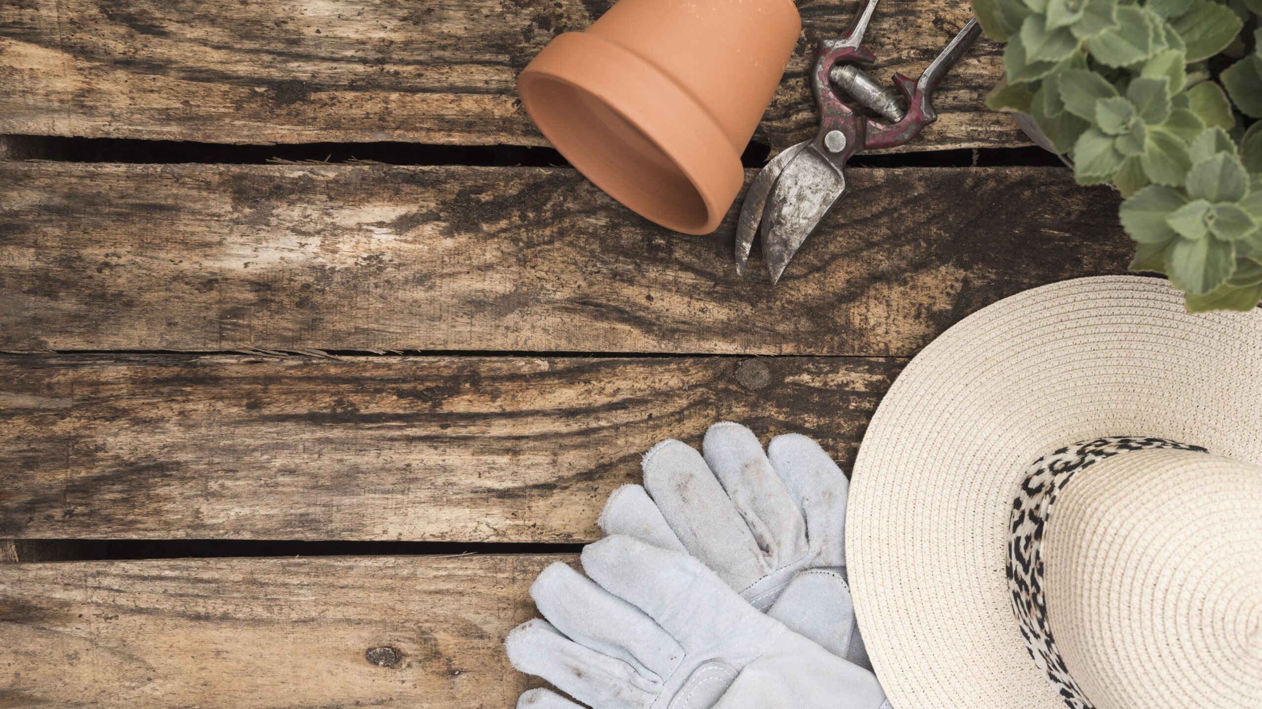 elevated-view-gardening-tools-hat-green-leaves-wooden-plank