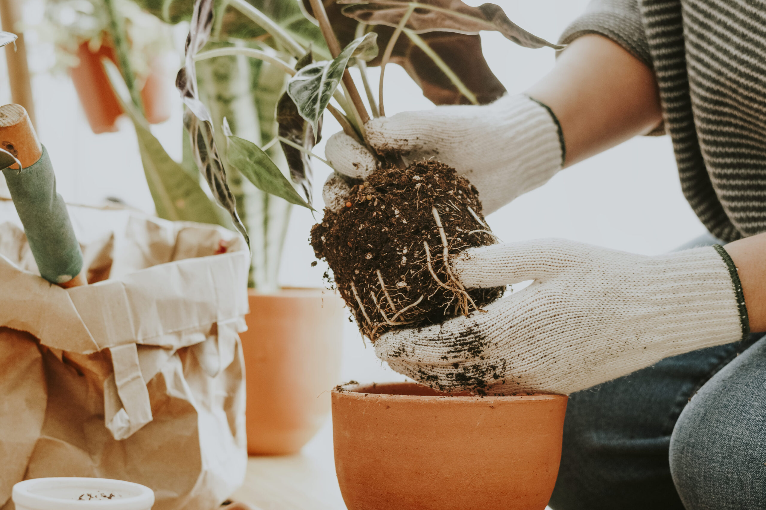 gardener-repotting-houseplant-inside-her-house