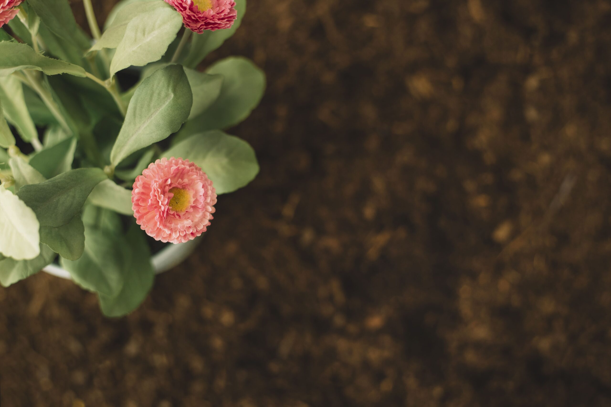 top-view-flowers-soil