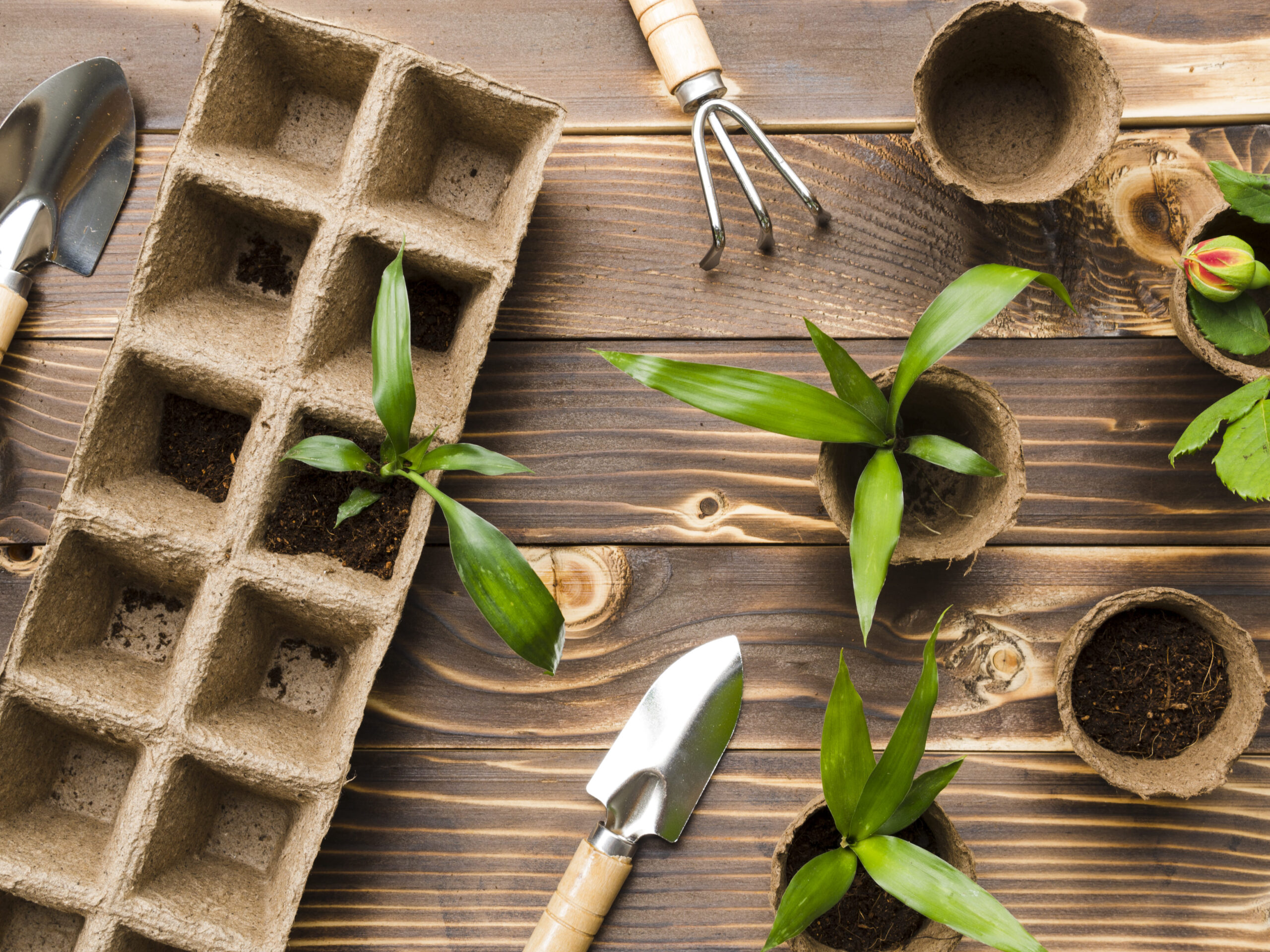 top-view-gardening-tools-plants