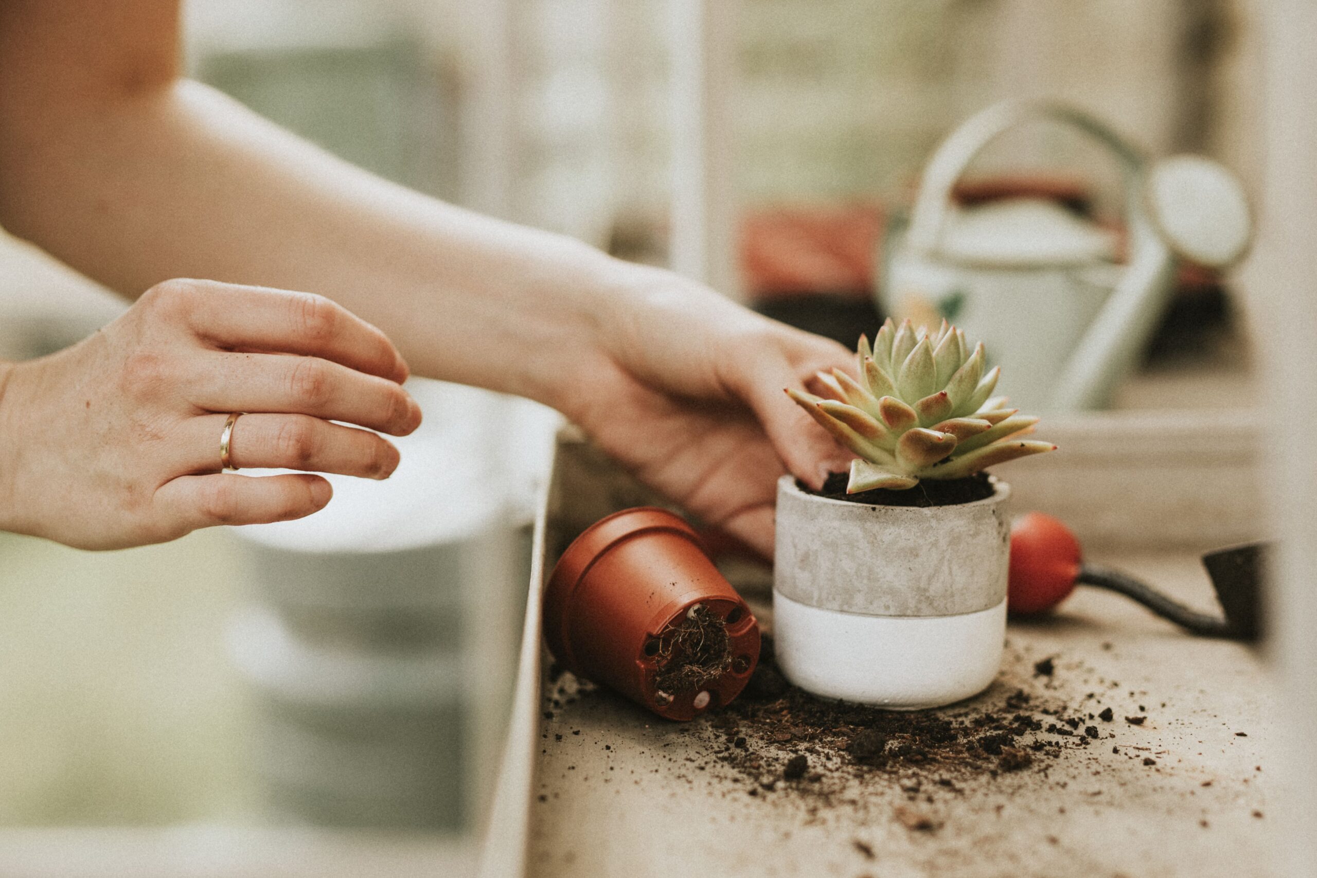 woman-gardener-planting-succulent-plant-pot
